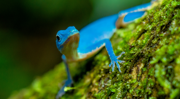 guapi cauca 