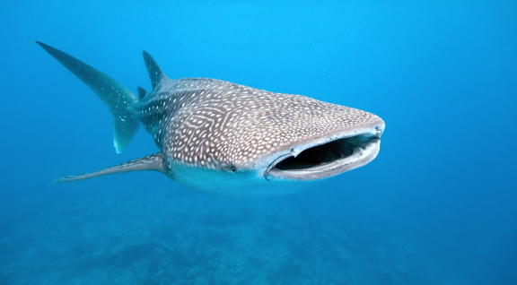 tiburón ballena