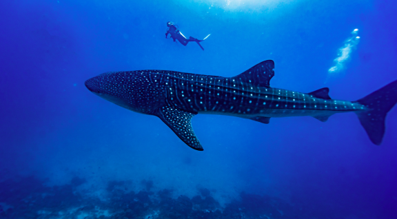 tiburón ballena en el Pacífico colombiano