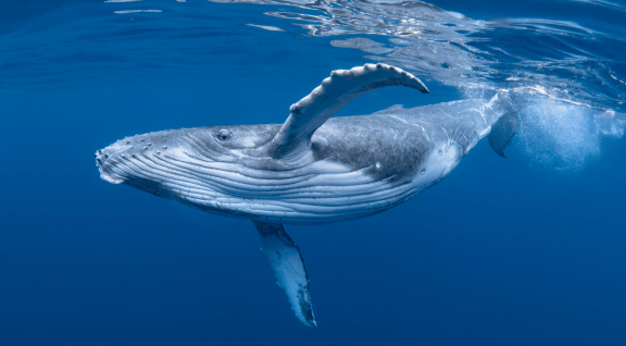  Temporadas de ballenas Nuquí