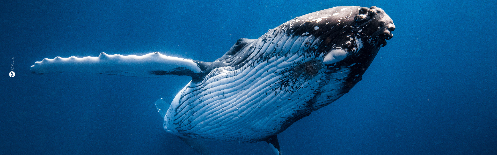 Ballenas en Colombia: ¿Dónde verlas?